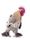 Bantam rooster