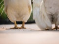 Bantam Standing on The Road