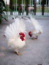 Bantam Expanded to Bigger Royalty Free Stock Photo