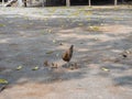 Bantams on the ground.