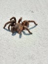 Banten, Indonesia. August 5, 2021. A brown spider in the morning sun