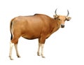 Banteng