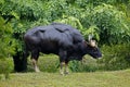 BANTENG bos javanicus