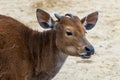 Banteng (Bos javanicus Royalty Free Stock Photo