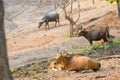 Banteng (Bos javanicus)