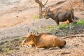 Banteng (Bos javanicus)