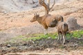 Banteng (Bos javanicus)