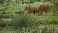 Banteng walking and drinking saltlick-004