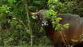 Banteng walking and drinking saltlick