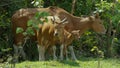 Banteng walking and drinking saltlick