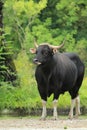 Banteng bull