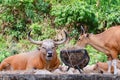 Banteng, a forest ox in the nature