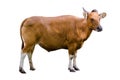 Banteng Isolate cow side Bibos banting Royalty Free Stock Photo