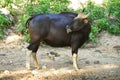 Banteng