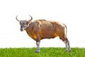 Banteng or Red Bull Royalty Free Stock Photo