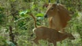 Banteng walking and drinking saltlick-001