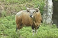 Banteng wild ox