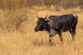 Bantu cattle feeding during the hotter part of the day in South Africa.