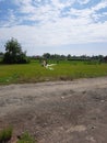 Children try to get their do it yourself long dragon kite starts to fly.