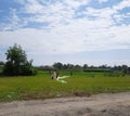 Children try to get their do it yourself long dragon kite starts to fly.