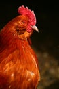 Banty Rooster Royalty Free Stock Photo