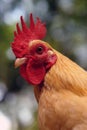 Banty Rooster Portrait Royalty Free Stock Photo