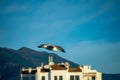 Yachts marina on sunrise in Banus, Marbella, Spain