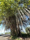 The Indian Banyan Tree, Goa, India