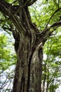 A Banyon tree on Playa Panama in Guanacaste, Costa Rica.