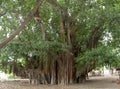 Banyan ancien tree