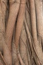 Banyan bark tree texture. Root close up background.