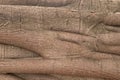 Banyan bark tree texture. Root close up background.