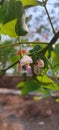 Banyan  blossom Royalty Free Stock Photo