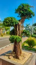 Banyan bonsai planted in an office garden Royalty Free Stock Photo