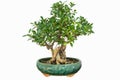 Banyan bonsai Royalty Free Stock Photo