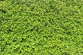 Banyan bush wall closeup texture Royalty Free Stock Photo