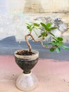 banyan dollar bonsai