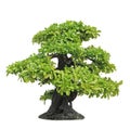 Banyan or ficus bonsai tree