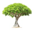 Banyan or ficus bonsai tree