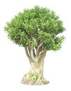 Banyan or ficus bonsai tree