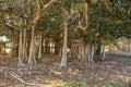 A Banyan Fig tree with prop roots that will become accessory trunks Royalty Free Stock Photo