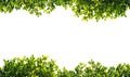 Banyan green leaves isolated on white background