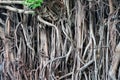 Banyan hanging root is a type of root that grows from the branches of the banyan tree that extends down to touch the ground Royalty Free Stock Photo