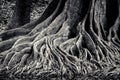 Banyan intertwining and interlaced roots detail and background