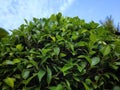 banyan leaf with semicircular corners and blue sky background