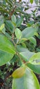 Banyan leaf shoots that grow lush and dense