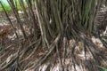 Banyan roots hanging on Banyan tree