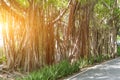 Banyan roots hanging on Banyan tree