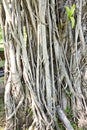 Banyan roots