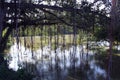 Banyan roots and river